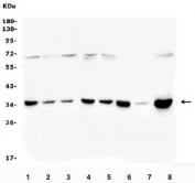 Western blot testing of human 1) Caco-2, 2) HEK293, 3) U-2 OS, 4) HeLa, 5) A549, 6) U-87 MG, 7) rat heart and 8) mouse RAW264.7 lysate with PITX2 antibody. Predicted molecular weight ~35 kDa.