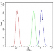 Flow cytometry testing of human U-2 OS cells with TNFRSF11B antibody at 1ug/million cells (blocked with goat sera); Red=cells alone, Green=isotype control, Blue= TNFRSF11B antibody.