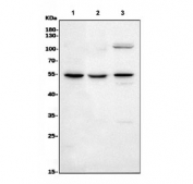 Western blot testing of 1) human HEK293, 2) monkey COS-7 and 3) human HeLa cell lysate with TNFRSF11B antibody. Predicted molecular weight ~46 kDa, but the glycosylated monomer can be observed at up to ~60 kDa and the glycosylated dimer at up to ~120 kDa.