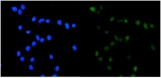 IF/ICC staining of FFPE human U-2 OS cells with TOP2A antibody (green) at 2ug/ml and DAPI nuclear stain (blue). HIER: steam section in pH6 citrate buffer for 20 min.