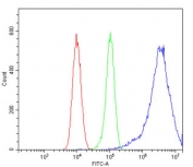 Flow cytometry testing of human 293T cells with TOP2A antibody at 1ug/million cells (blocked with goat sera); Red=cells alone, Green=isotype control, Blue= TOP2A antibody.