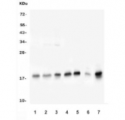Western blot testing of human 1) K562, 2) A549, 3) HepG2, 4) PC-3, 5) HEK293, 6) rat brain and 7) mouse Ana-1 cells with UBC9 antibody. Predicted molecular weight: ~17 kDa.