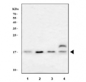 Western blot testing of 1) human placenta, 2) human K562, 3) human HepG2 and 4) rat kidney tissue lysate with UBC9 antibody. Predicted molecular weight: ~17 kDa.