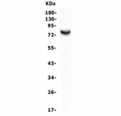Western blot testing of human MDA-MB-452 cell lysate with MSN antibody. Predicted molecular weight ~68 kDa but routinely observed at 68-78 kDa.