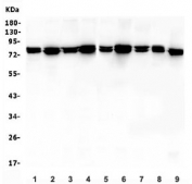 Western blot testing of rat 1) heart, 2) kidney, 3) liver, 4) spleen and mouse 5) heart, 6) kidney, 7) liver, 8) spleen and 9) NIH 3T3 lysate with MSN antibody. Predicted molecular weight ~68 kDa but routinely observed at 68-78 kDa.