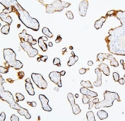IHC staining of FFPE human placenta with MTR antibody. HIER: boil tissue sections in pH6, 10mM citrate buffer, for 20 min and allow to cool before testing.