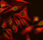 Immunofluorescent staining of FFPE human HeLa cells with SKP1 antibody (green) and Alpha Tubulin mAb (red). HIER: steam section in pH6 citrate buffer for 20 min.