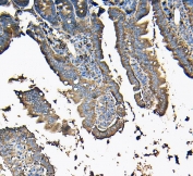 IHC staining of FFPE mouse intestine with MVP antibody. HIER: boil tissue sections in pH6, 10mM citrate buffer, for 20 min and allow to cool before testing.