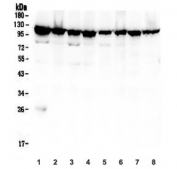 Western blot testing of human 1) A549, 2) U-2 OS, 3) HepG2, 4) ThP-1, 5) HeLa, 6) SW620, 7) rat RH35 and 8) mouse RAW264.7 lysate with MVP antibody. Observed molecular weight: 104~110 kDa.