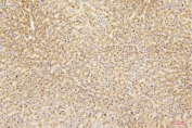 IHC staining of FFPE mouse liver with Gusb antibody. HIER: boil tissue sections in pH6, 10mM citrate buffer, for 20 min and allow to cool before testing.