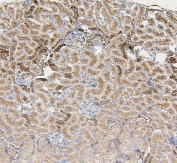 IHC staining of FFPE rat kidney with Gusb antibody. HIER: boil tissue sections in pH6, 10mM citrate buffer, for 20 min and allow to cool before testing.