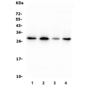 Western blot testing of human 1) U-2 OS, 2) PC-3, 3) Caco-2 and 4) HepG2 cell lysate with Histone H1.0 antibody. Predicted molecular weight ~20 kDa but can be observed at up to ~30 kDa.