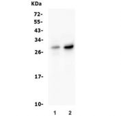 Western blot testing of mouse 1) lung and 2) NIT 3T3 lysate with Histone H1.0 antibody. Predicted molecular weight ~20 kDa but can be observed at 27-30 kDa.