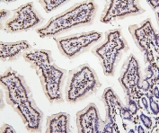 IHC staining of FFPE mouse small intestine with Histone H1.0 antibody. HIER: boil tissue sections in pH6, 10mM citrate buffer, for 20 min and allow to cool before testing.
