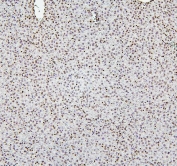 IHC staining of FFPE rat liver with Histone H1.0 antibody. HIER: boil tissue sections in pH6, 10mM citrate buffer, for 20 min and allow to cool before testing.