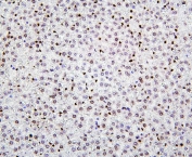 IHC staining of FFPE rat liver with Histone H1.0 antibody. HIER: boil tissue sections in pH6, 10mM citrate buffer, for 20 min and allow to cool before testing.