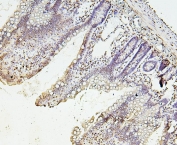 IHC staining of FFPE rat small intestine with Histone H1.0 antibody. HIER: boil tissue sections in pH6, 10mM citrate buffer, for 20 min and allow to cool before testing.