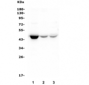 Western blot testing of human 1) U-87 MG, 2) HeLa and 3) Caco-2 lysate with HOMER3 antibody. Predicted molecular weight ~40 kDa, can be observed at 45-47 kDa.