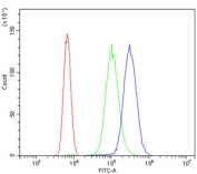 Flow cytometry testing of human U937 cells with HOMER3 antibody at 1ug/million cells (blocked with goat sera); Red=cells alone, Green=isotype control, Blue= HOMER3 antibody.