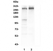 Western blot testing of human 1) HEK293 and 2) PC-3 cell lysate with Tuberin antibody. Expected molecular weight: 200~220 kDa.