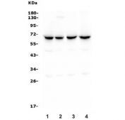 Western blot testing of human 1) Raji, 2) HeLa, 3) HepG2 and 4) Caco-2 lysate with CLPX antibody. Predicted molecular weight ~69 kDa.