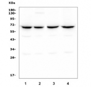 Western blot testing of human 1) Raji, 2) HeLa, 3) HepG2 and 4) Caco-2 lysate with CLPX antibody. Predicted molecular weight ~69 kDa.