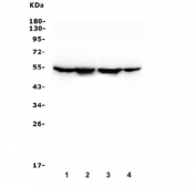 Western blot testing of 1) human HEK293, 2) monkey COS-7, 3) human PC-3 and 4) human HeLa cell lysate with Beta Tubulin antibody. Predicted molecular weight: 50-55 kDa.