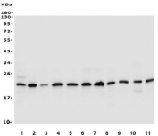 Western blot testing of human 1) HeLa, 2) Jurkat, 3) HepG2, 4) COLO 320, 5) Raji, 6) HEK293, 7) K562, 8) ThP-1, 9) rat PC-12, 10) mouse NIH 3T3 and 11) mouse HEPA1-6 lysate with PTGES3 antibody. Predicted molecular weight ~23 kDa.