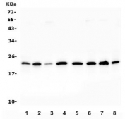 Western blot testing of human 1) HeLa, 2) Jurkat, 3) HepG2, 4) COLO 320, 5) Raji, 6) HEK293, 7) K562 and 8) ThP-1 lysate with PTGES3 antibody. Predicted molecular weight ~23 kDa.