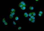 Immunofluorescent staining of FFPE human T-47D cells with PTGES3 antibody (green) and DAPI nuclear stain (blue). HIER: steam section in pH6 citrate buffer for 20 min.