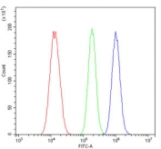 Flow cytometry testing of human A549 cells with PTGES3 antibody at 1ug/million cells (blocked with goat sera); Red=cells alone, Green=isotype control, Blue= PTGES3 antibody.