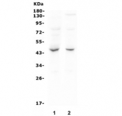Western blot testing of human 1) Caco-2 and 2) HeLa lysate with MPI antibody. Predicted molecular weight ~47 kDa.