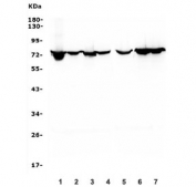 Western blot testing of human 1) HeLa, 2) A431, 3) Caco-2, 4) U-87 MG, 5) U-2 OS, 6) K562 and 7) PC-3 lysate with HIF3A antibody. Expected molecular weight ~72 kDa.