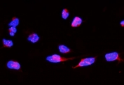 Immunofluorescent staining of FFPE human U-2 OS cells with HMMR antibody (red) and DAPI nuclear stain (blue). HIER: steam section in pH6 citrate buffer for 20 min.