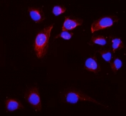 Immunofluorescent staining of FFPE human U-2 OS cells with HMMR antibody (red) and DAPI nuclear stain (blue). HIER: steam section in pH6 citrate buffer for 20 min.