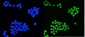 Immunofluorescent staining of FFPE human A431 cells with AUF1 antibody (green) and DAPI nuclear stain (blue). HIER: steam section in pH6 citrate buffer for 20 min.