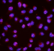 Immunofluorescent staining of FFPE human U-2 OS cells with MAFA antibody (red) and DAPI nuclear stain (blue). HIER: steam section in pH6 citrate buffer for 20 min.
