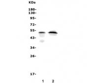 Western blot testing of human 1) HEK293 and 2) K562 lysate with MAFA antibody. Expected molecular weight ~37 kDa.