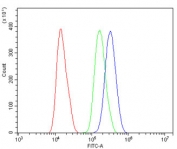 Flow cytometry testing of human SiHa cells with MAFA antibody at 1ug/million cells (blocked with goat sera); Red=cells alone, Green=isotype control, Blue= MAFA antibody.