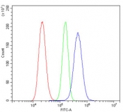 Flow cytometry testing of rat RH35 cells with Keratin 20 antibody at 1ug/million cells (blocked with goat sera); Red=cells alone, Green=isotype control, Blue= Keratin 20 antibody.