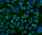 Immunofluorescent staining of FFPE human HeLa cells with LRPPRC antibody (green) and DAPI nuclear stain (blue). HIER: steam section in pH6 citrate buffer for 20 min.