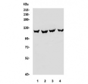 Western blot testing of human 1) HeLa, 2) PC-3, 3) HepG2 and 4) A549 lysate with OAS3 antibody. Predicted molecular weight ~121 kDa.