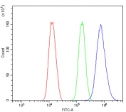 Flow cytometry testing of human SiHa cells with OAS3 antibody at 1ug/million cells (blocked with goat sera); Red=cells alone, Green=isotype control, Blue= OAS3 antibody.