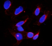 Immunofluorescent staining of FFPE human U-2 OS cells with DDX4 antibody (red) and DAPI nuclear stain (blue). HIER: steam section in pH6 citrate buffer for 20 min.