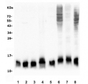 Western blot testing of human 1) HeLa, 2) Raji, 3) K562, 4) A549, 5) Caco-2, 6) ThP-1, 7) rat PC-12 and 8) mouse RAW264.7 lysate with TXN2 antibody. Predicted molecular weight ~13 kDa.