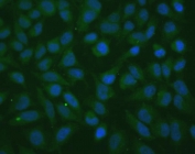 Immunofluorescent staining of FFPE human HeLa cells with TXN2 antibody (green) and DAPI nuclear stain (blue). HIER: steam section in pH6 citrate buffer for 20 min.