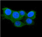 Immunofluorescent staining of FFPE human MCF7 cells with TXN2 antibody (green) and DAPI nuclear stain (blue). HIER: steam section in pH6 citrate buffer for 20 min.