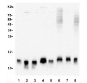 Western blot testing of human 1) HeLa, 2) Raji, 3) K562, 4) A549, 5) Caco-2, 6) ThP-1, 7) rat PC-12 and 8) mouse RAW264.7 lysate with TXN2 antibody. Predicted molecular weight ~13 kDa.