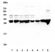 Western blot testing of 1) human HeLa, 2) human A549, 3) monkey COS-7, 4) human Raji, 5) human Caco-2, 6) human Jurkat, 7) mouse brain and 8) rat brain lysate with YWHAZ antibody. Predicted molecular weight ~28 kDa.