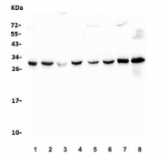 Western blot testing of 1) human HeLa, 2) human A549, 3) monkey COS-7, 4) human Raji, 5) human Caco-2, 6) human Jurkat, 7) mouse brain and 8) rat brain lysate with 14-3-3 zeta/delta antibody. Predicted molecular weight ~28 kDa.